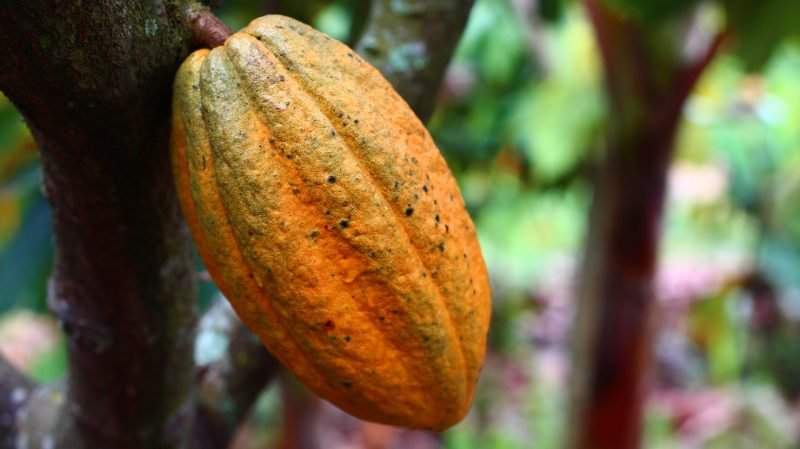 semilla de cacao